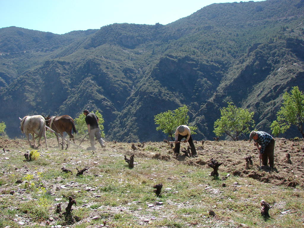 לינה וארוחת בוקר Ferreirola Sierra Y Mar מראה חיצוני תמונה