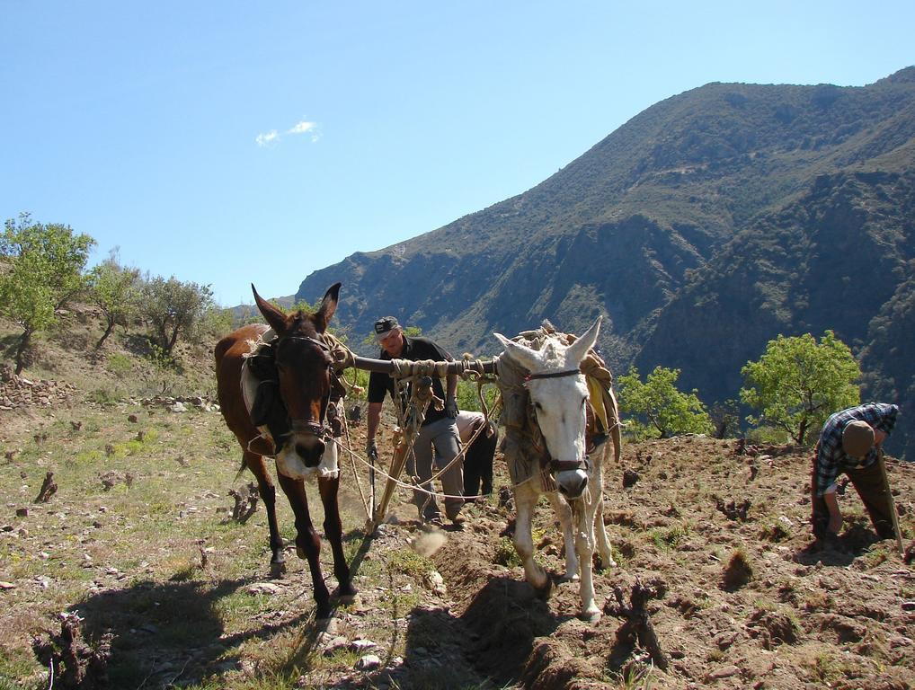 לינה וארוחת בוקר Ferreirola Sierra Y Mar מראה חיצוני תמונה